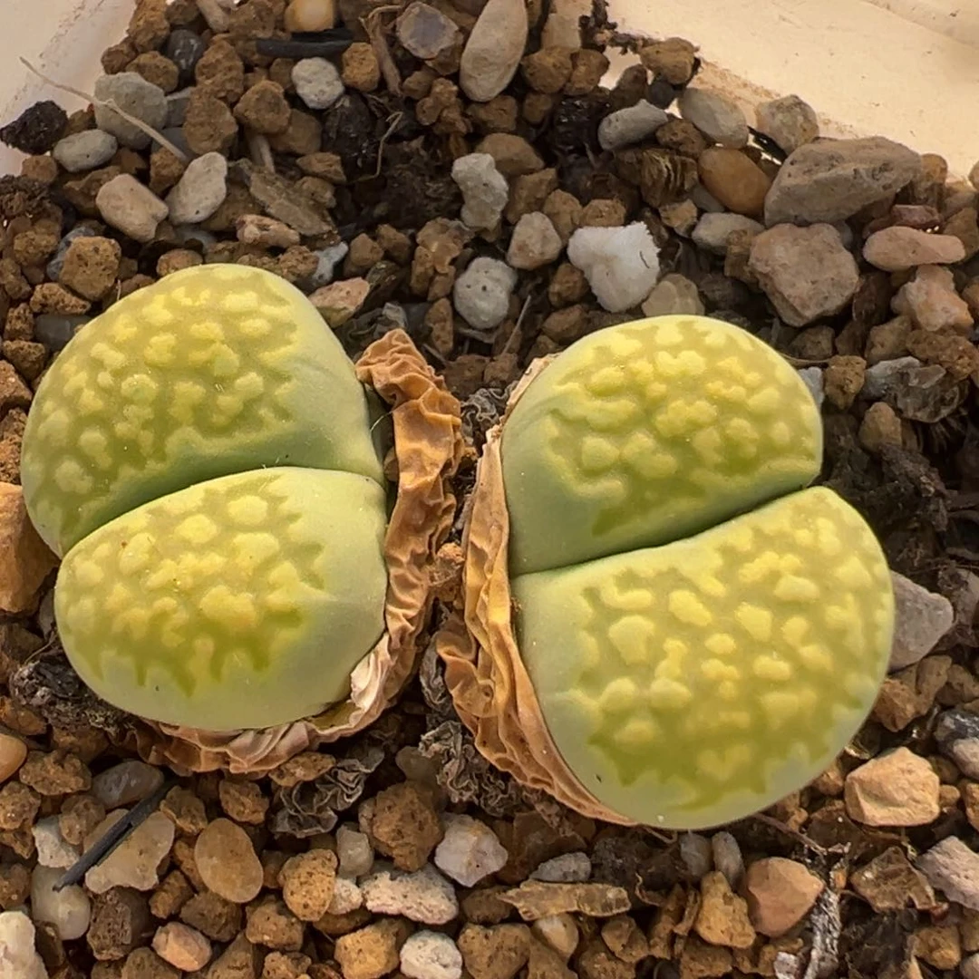 187多肉植物百科知识