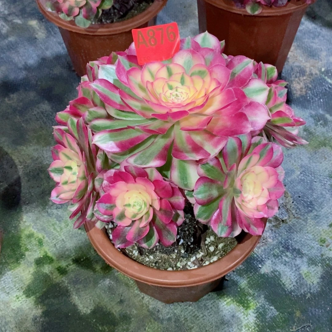 倾城876多肉111111