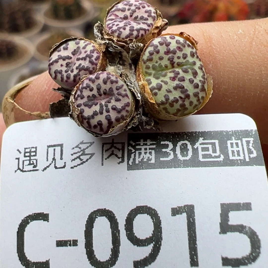 多肉植物111111111111