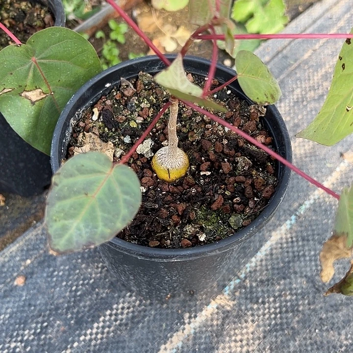 红脉榕，一物一拍，