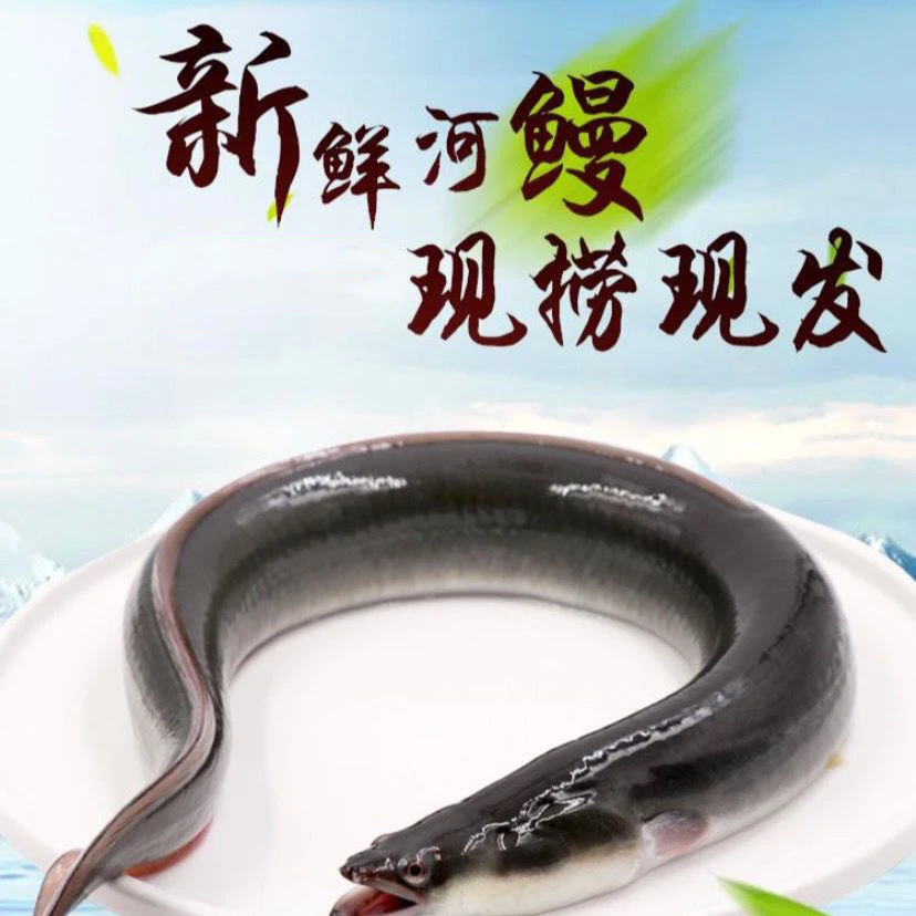 【生猛鲜活】现捕乌尔鳗鳗鲡河鳗豆豉鳗嫩滑净含量500g