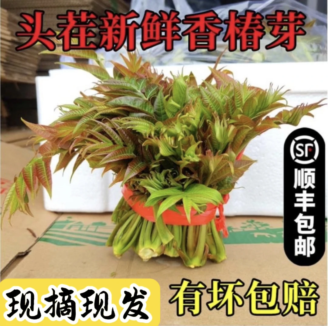 【顺丰包邮】陕西头茬香椿芽250g/500g新鲜应季蔬菜/现摘现发