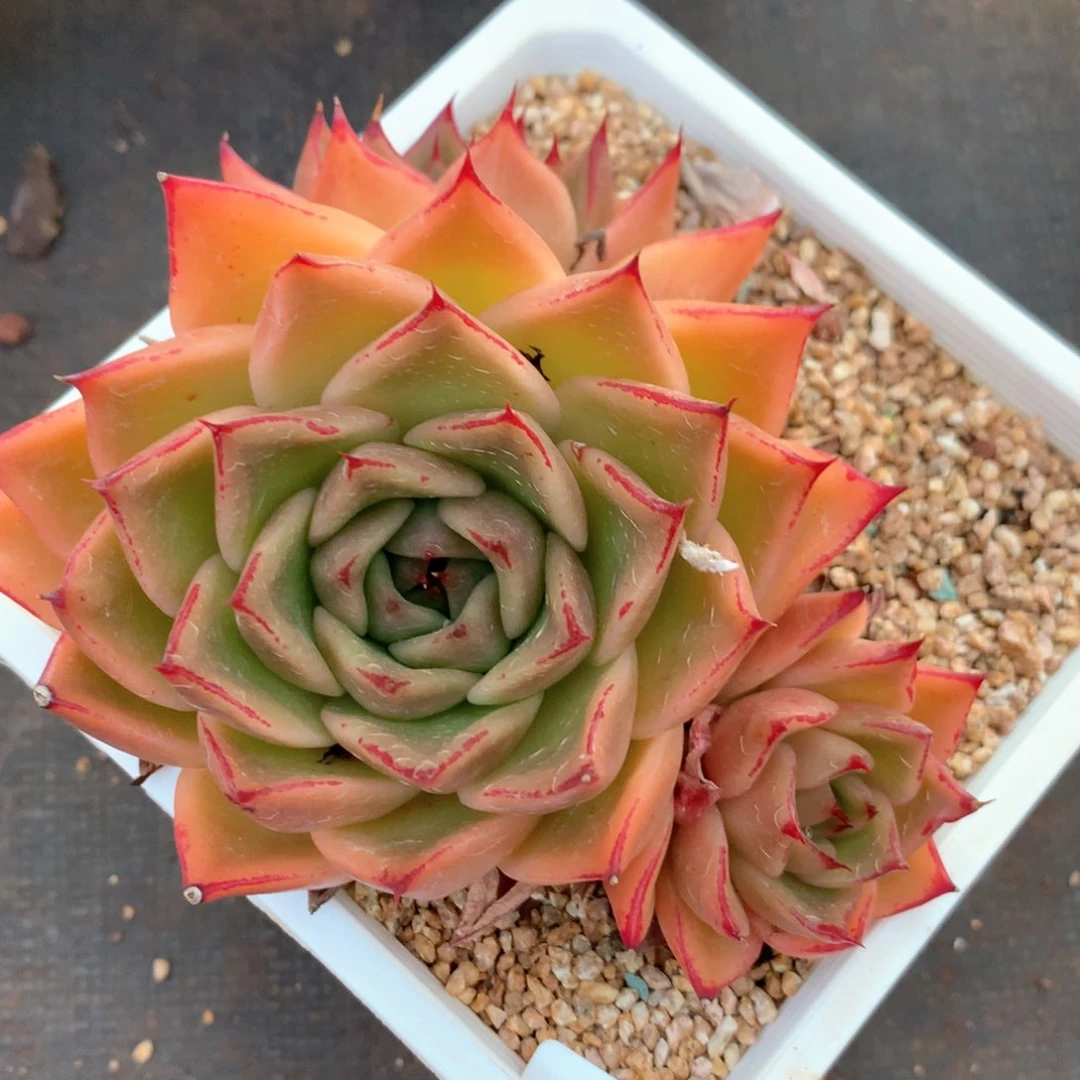 5773瑕疵不售后特价处理