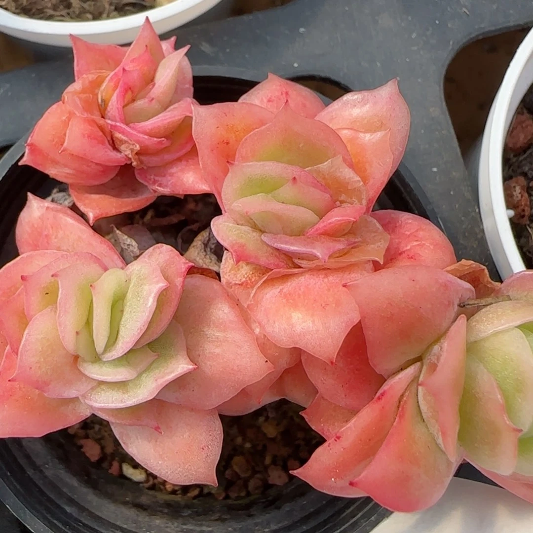 花语逸境0211-130