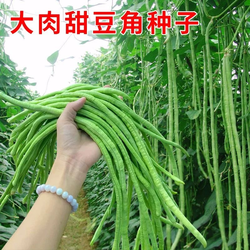 大肉甜豆角种子春夏秋播长豇豆易种植