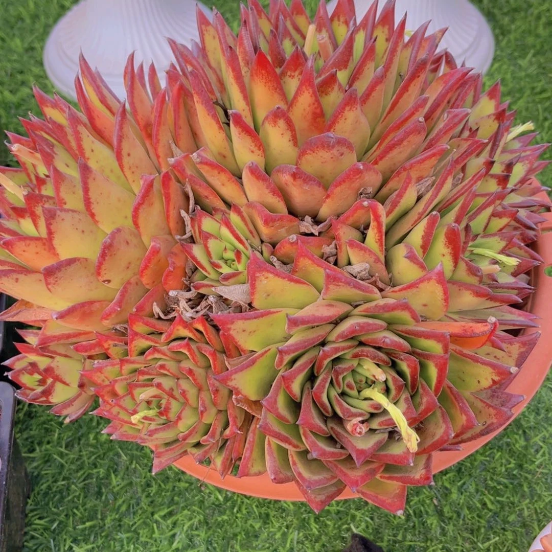 用****8口红多肉植物49