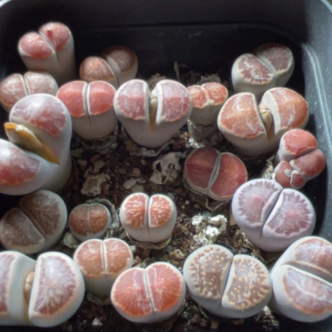 大盆特价一物一拍～17