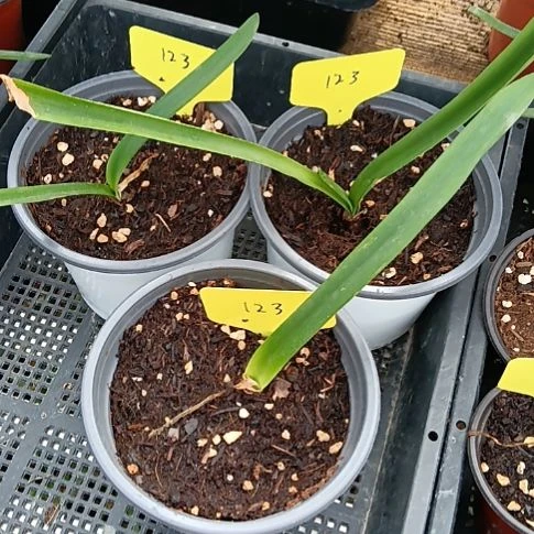 无花朵123/2+发一个