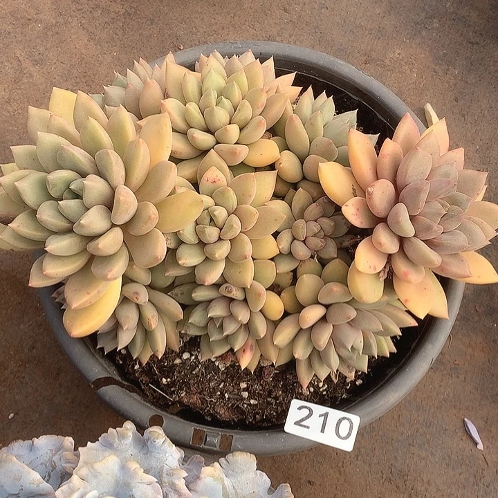 啦***啦210象牙一物一拍多肉