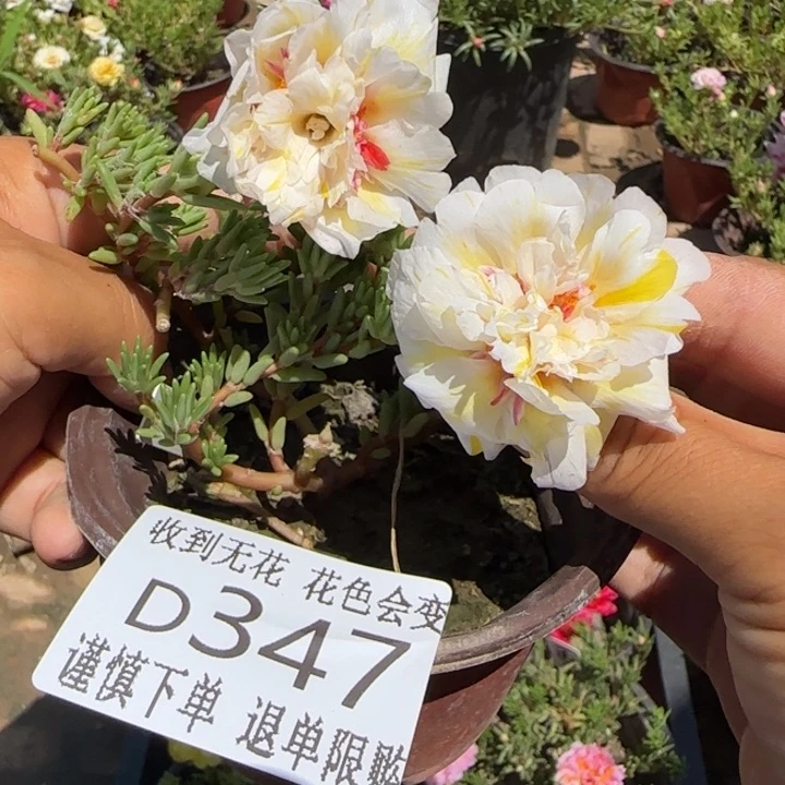 无花朵D347超小苗盆口