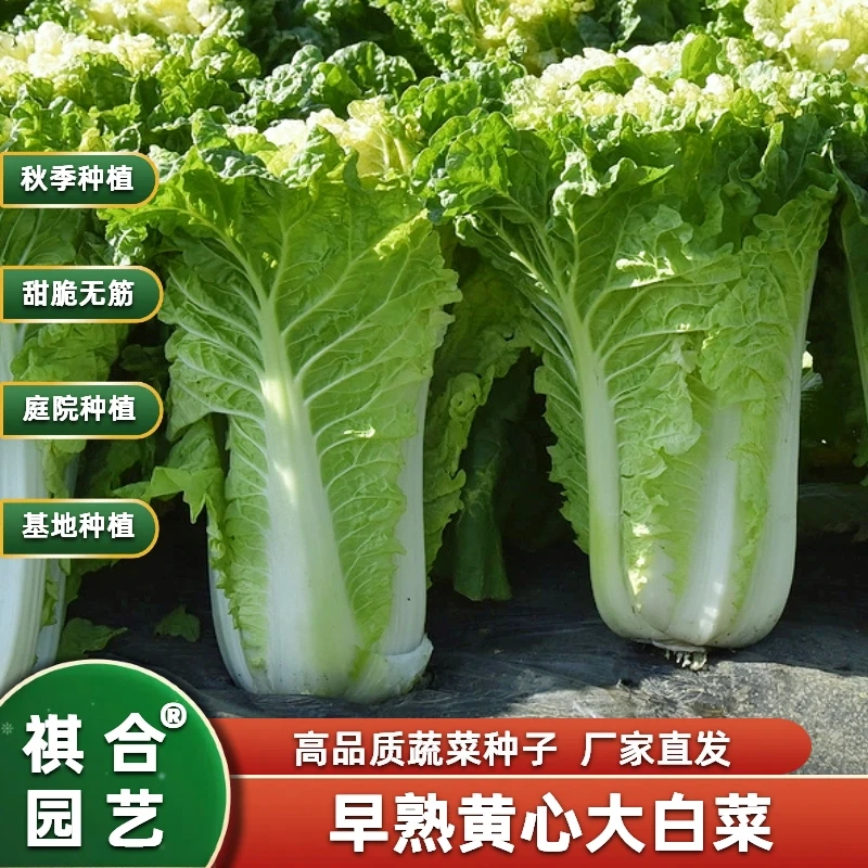 新品小杂56早熟黄心大白菜种籽春夏秋包心白菜种高产抗病蔬菜种子