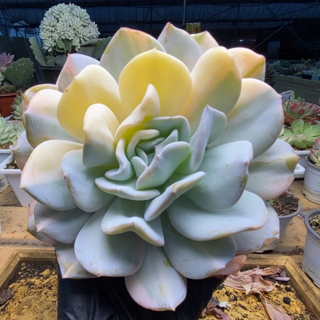 457雪特锦锦锦锦