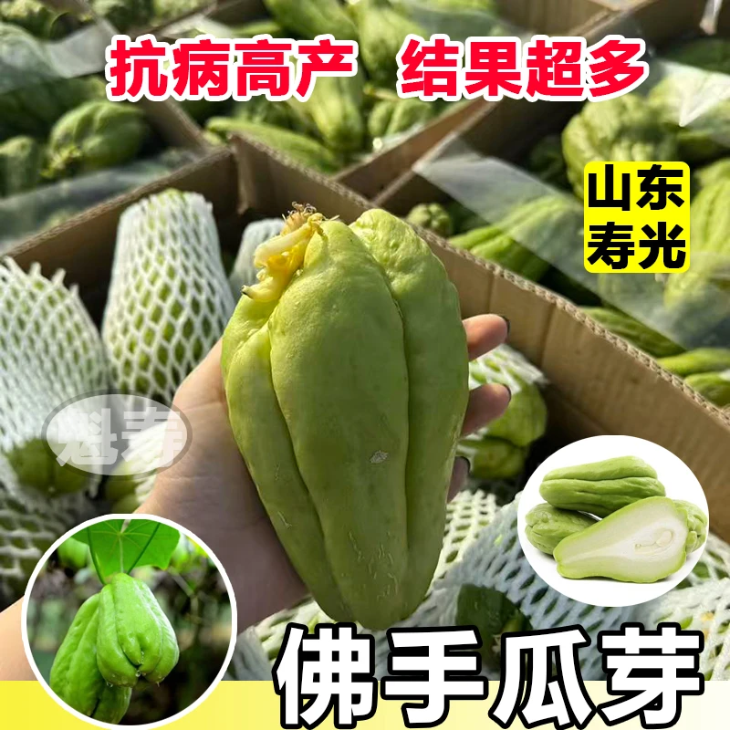 佛手瓜种子种籽种植秧苗瓜苗发芽种瓜白带芽扶手瓜苗秧龙须菜孑子