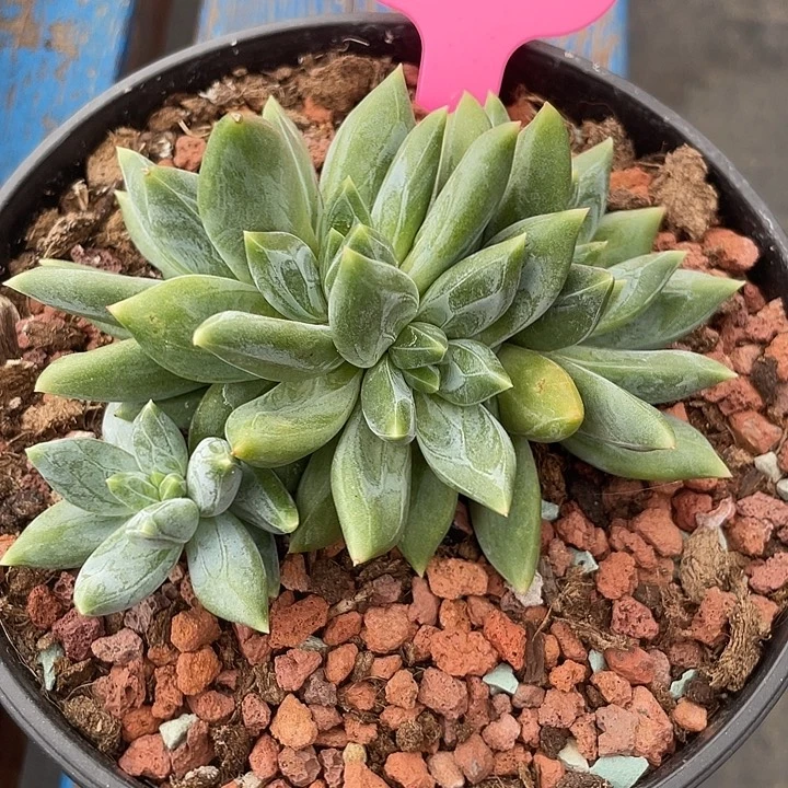 重楼多肉植物五头群生