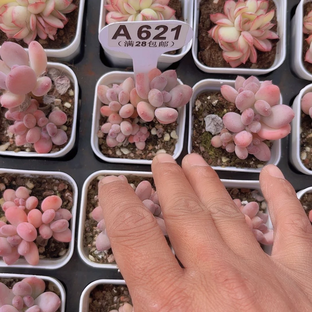 胡*六A621苹果奶一物一拍