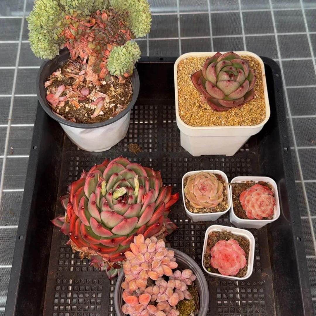 从前慢花园精选多肉惊喜套餐