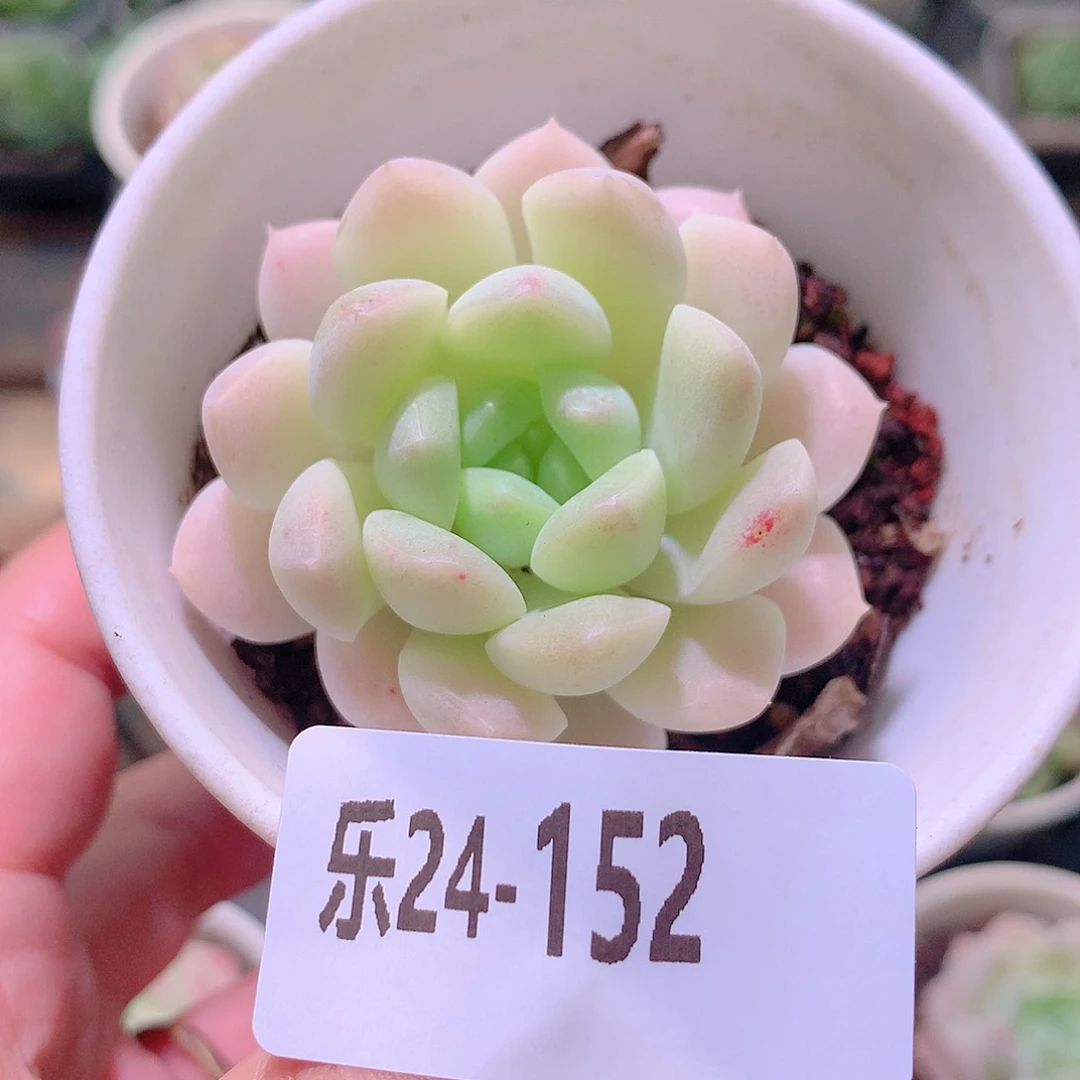 乐然24-152 白雪单头