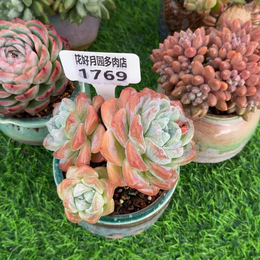 多肉植物1769不带盆