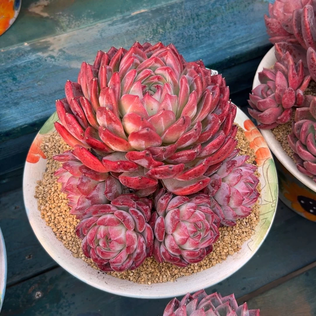 冰****）多肉一物一拍0205-275