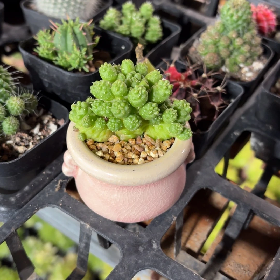 青鸟仙人球带盆发货随机