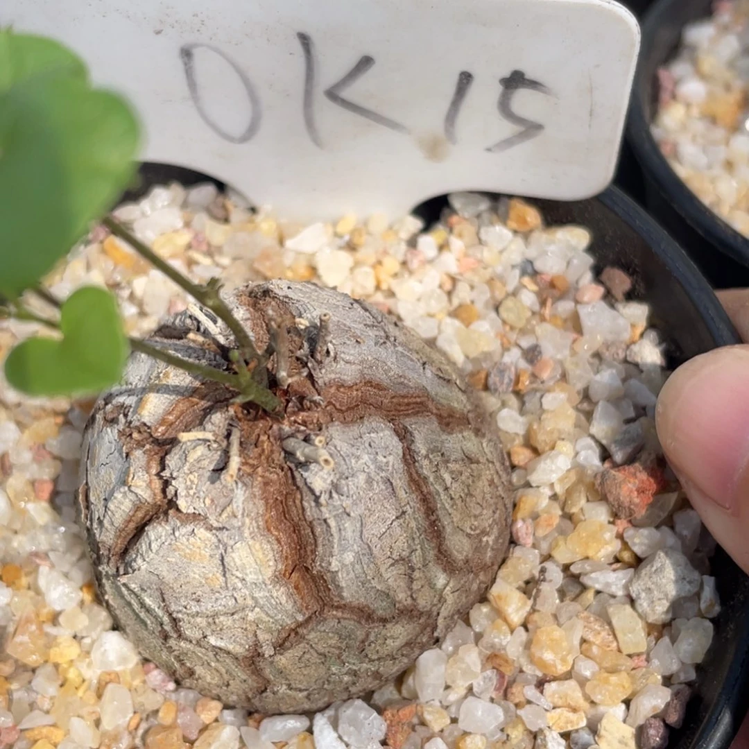 盆栽，白皮大甲龟甲龙4.1公分