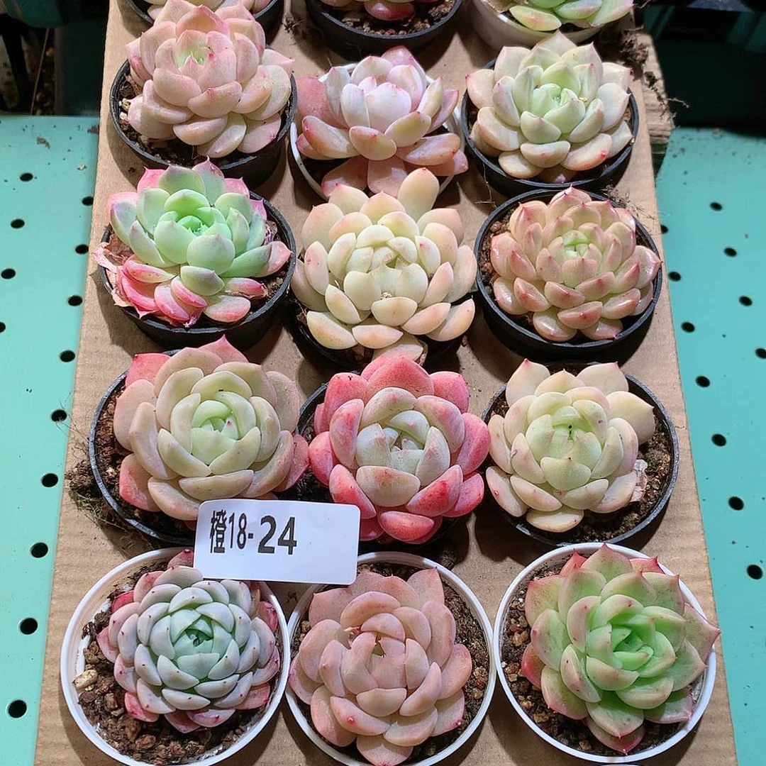 18-24一物一拍带盆18颗。