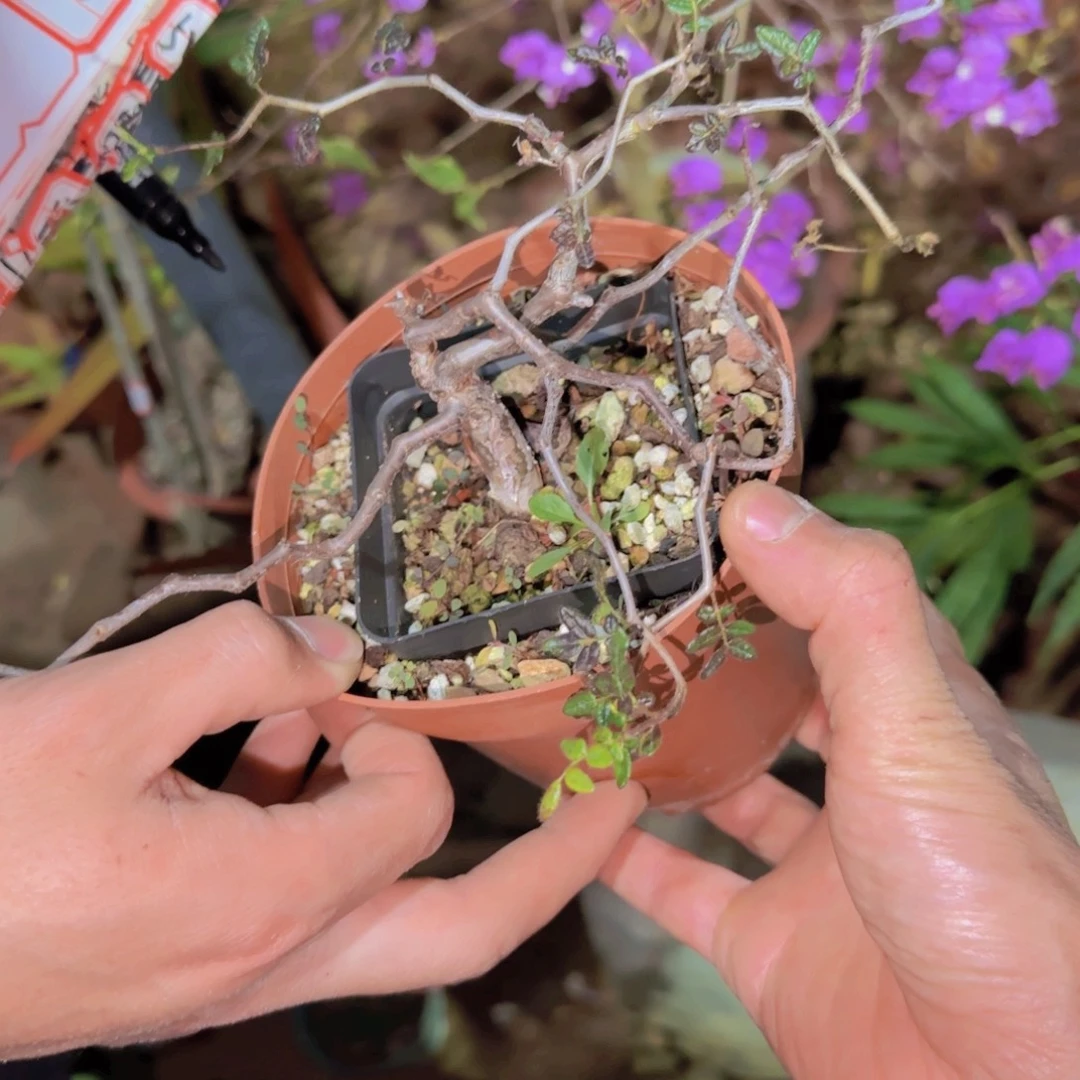 河****块根植物块根植物