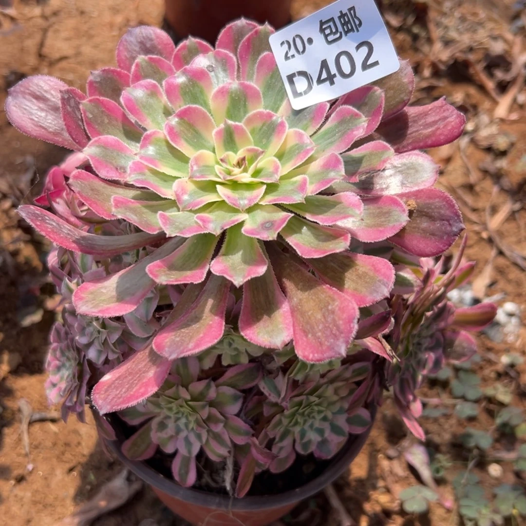 402粉铜，满20包邮