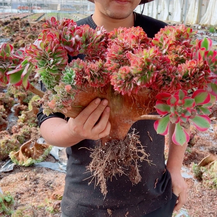 女郎醉话4号多肉法师