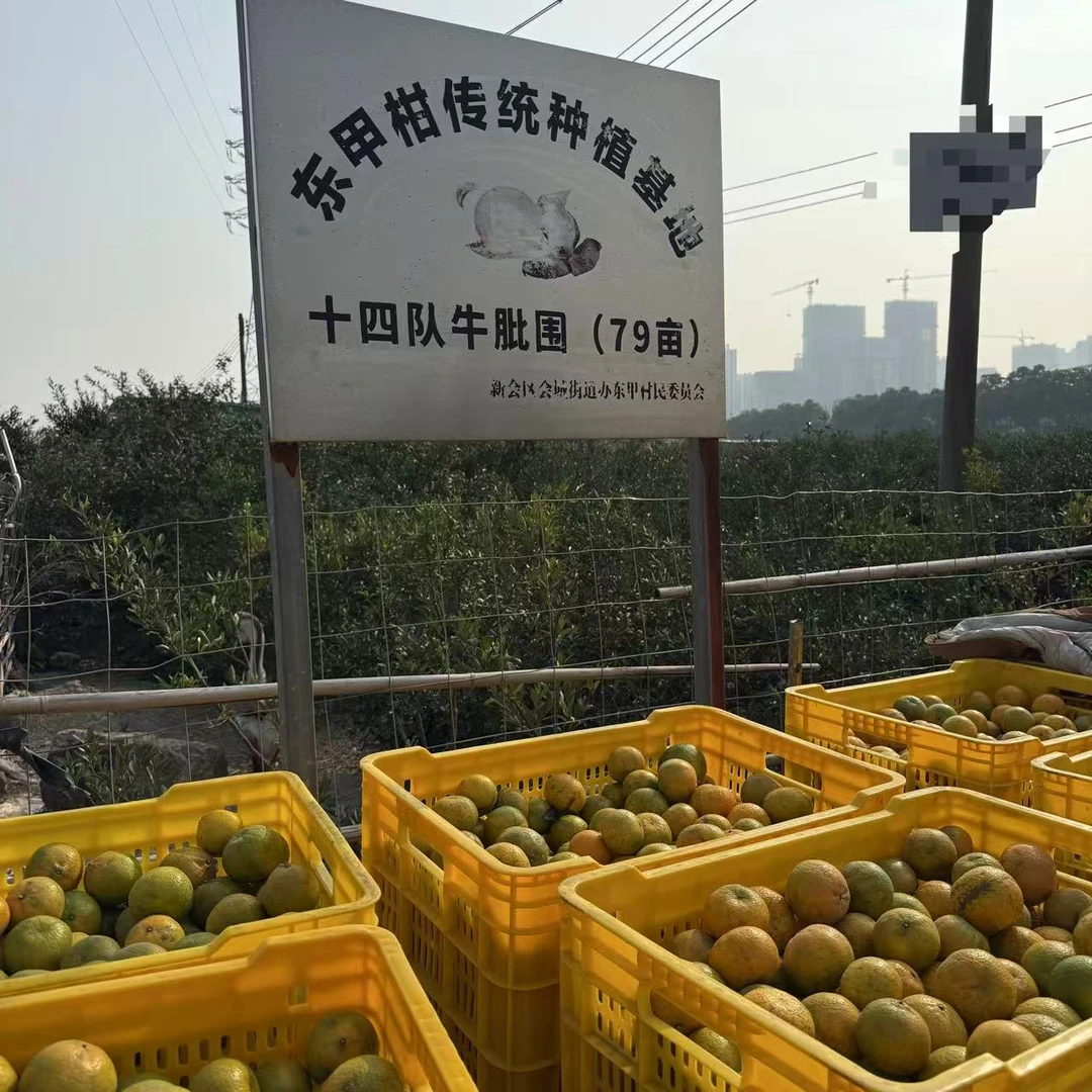 2025年东甲牛比围 二红转大红鲜果 新会柑