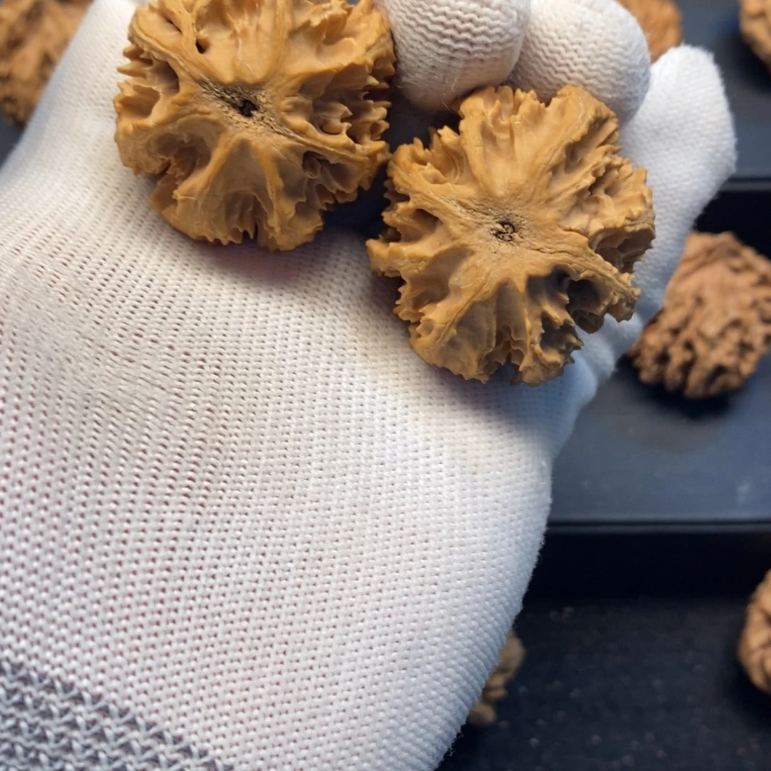 秦岭森林茂密地栖息其中