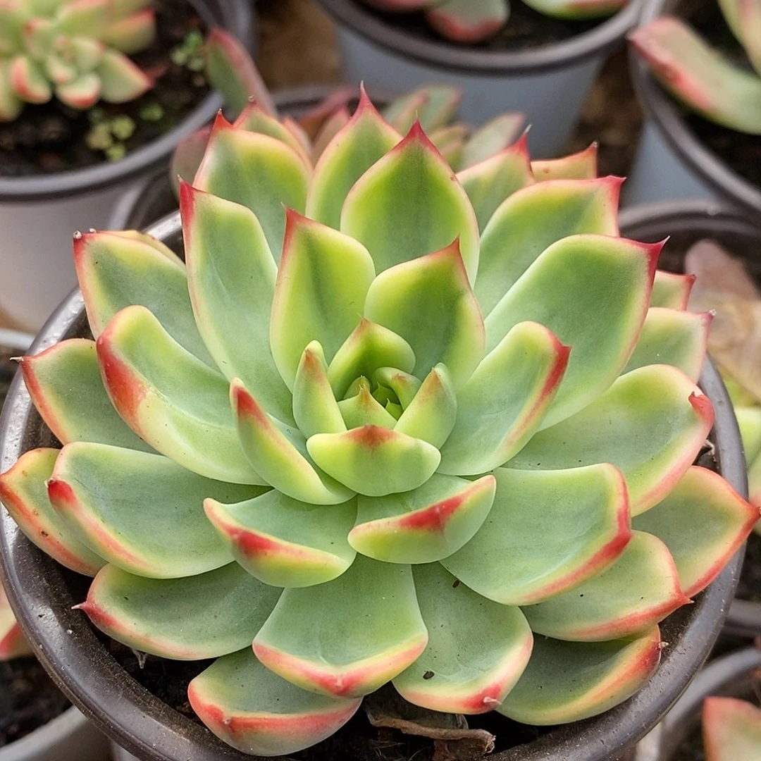 桃花哈哈哈哈哈哈