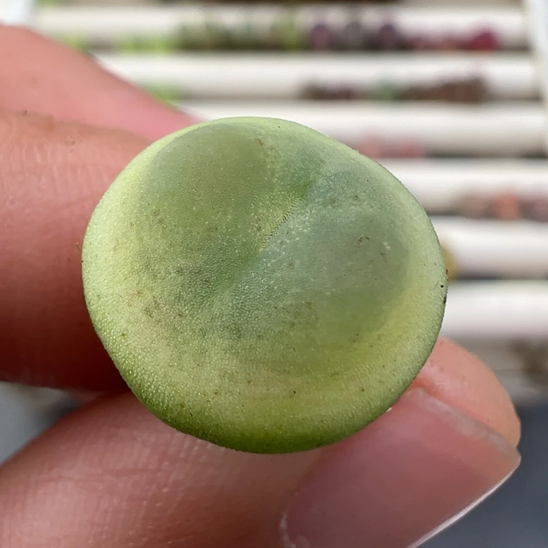 1.2好看的多肉脱土发货194