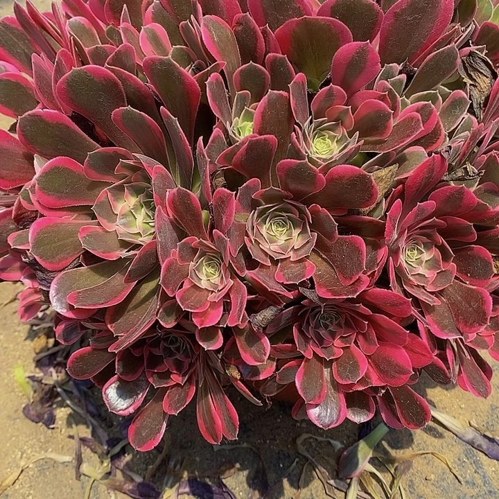 多肉花样年华571多肉