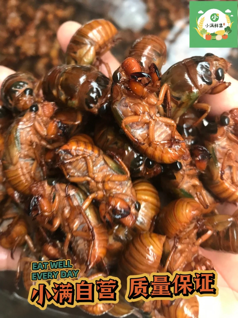 小满鲜集 自营 新鲜当季大金蝉爬叉活体速 自营发货顺丰包邮
