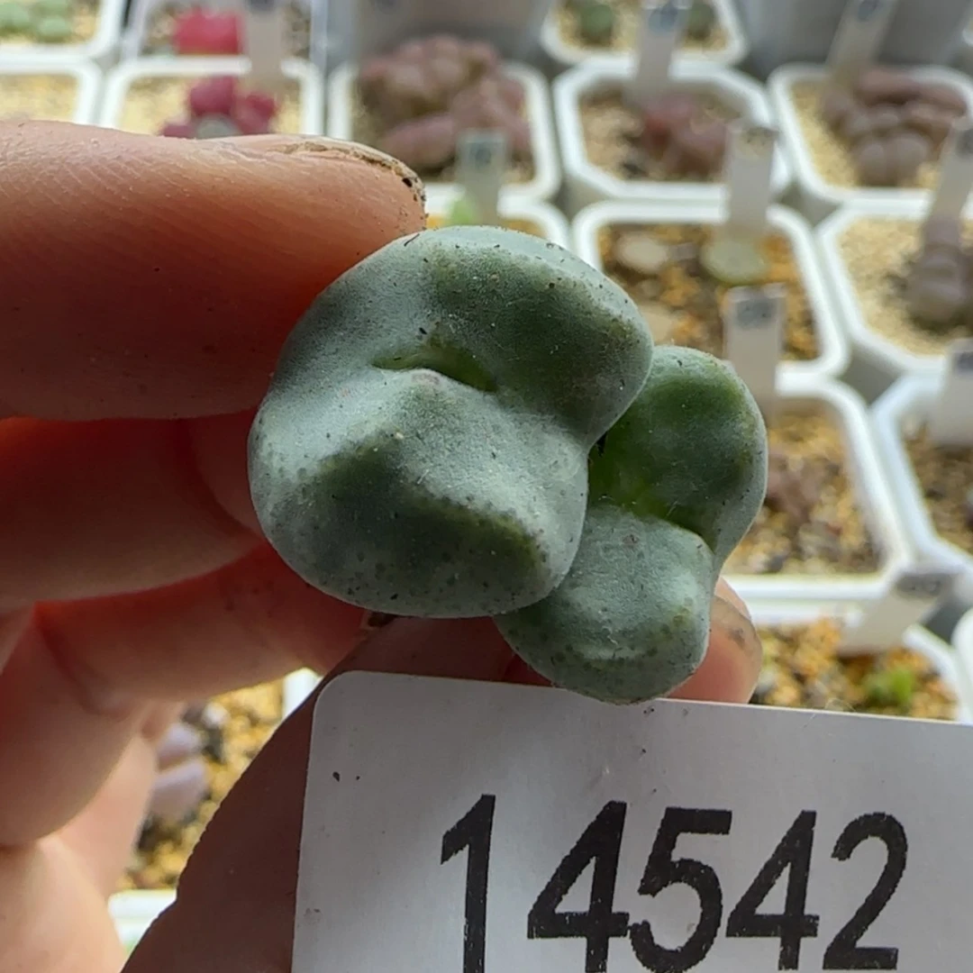 【闪购商品】沫*14542