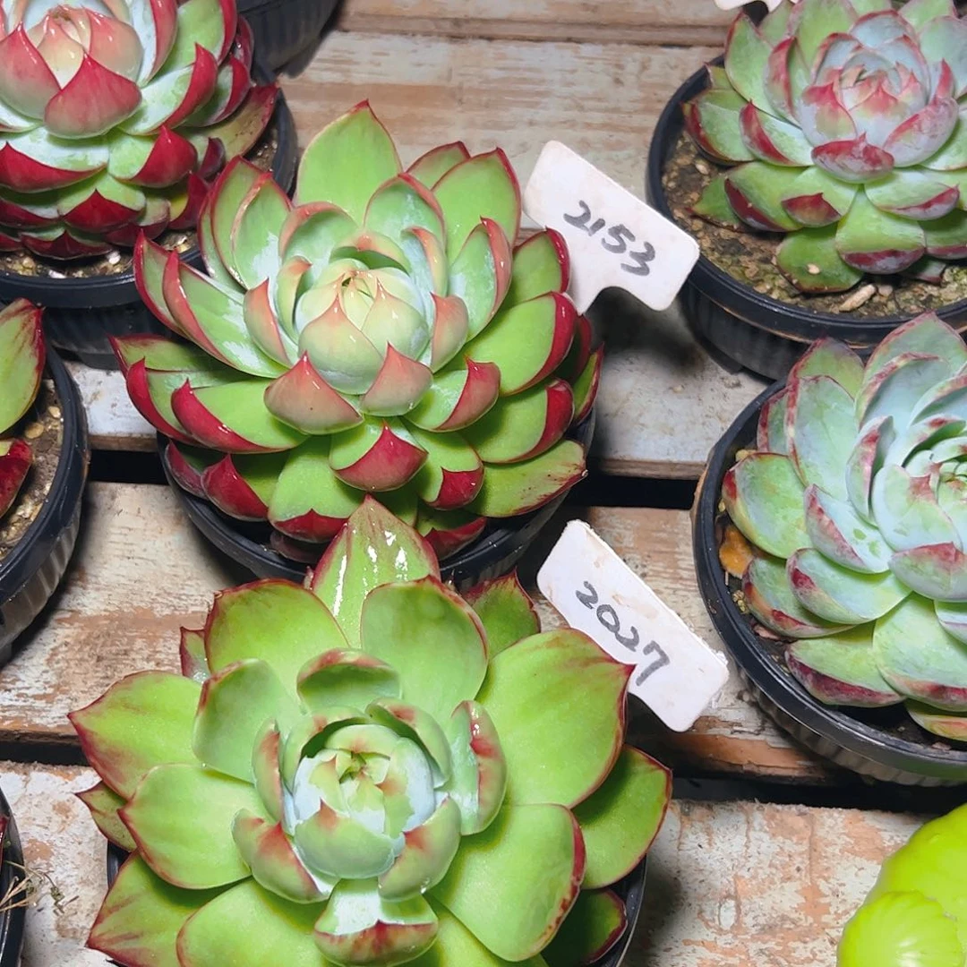 惊鸿仙子2027.2153号