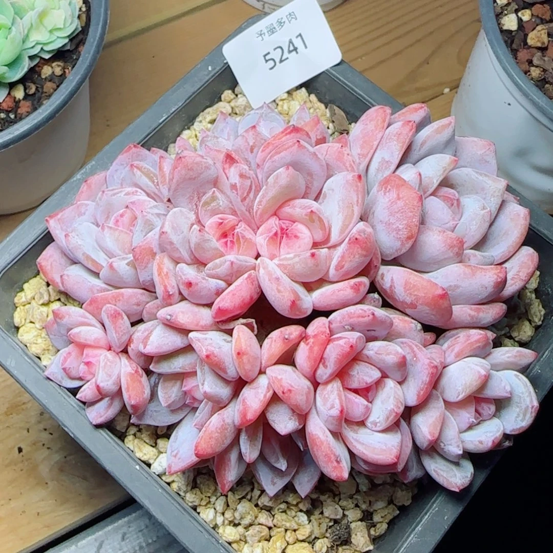 10头星影，5241多肉植物