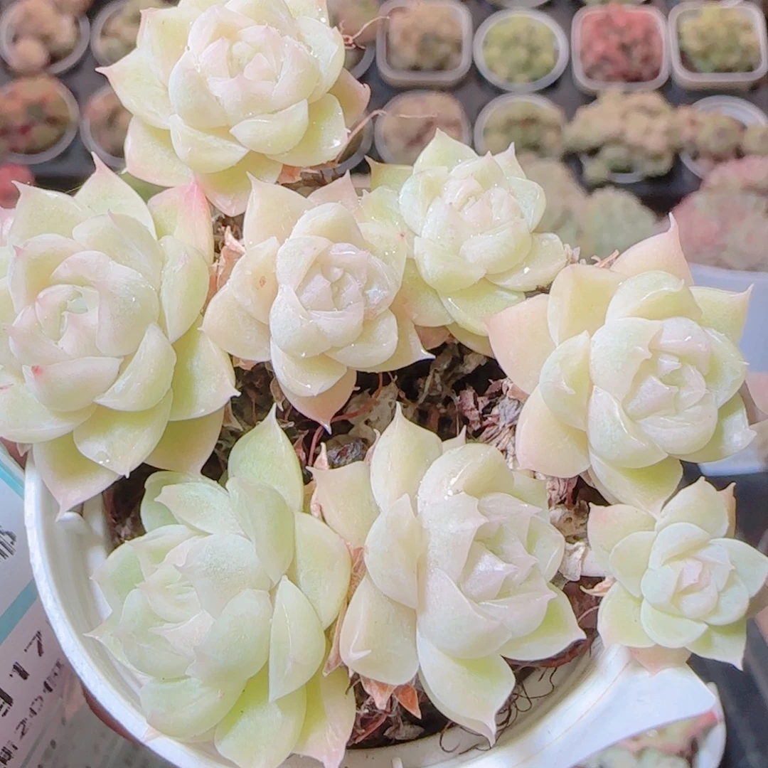 花语逸镜1117-440散