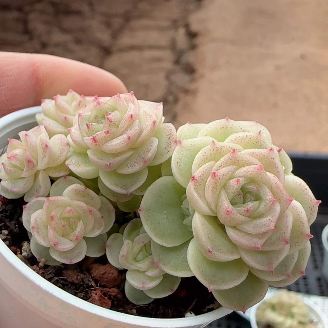 云****）【闪购商品】0212-45（fm-28）