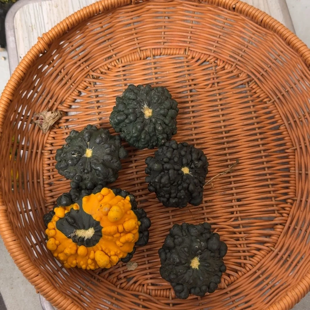 绝***头葫芦啊啊啊啊啊啊啊啊啊啊