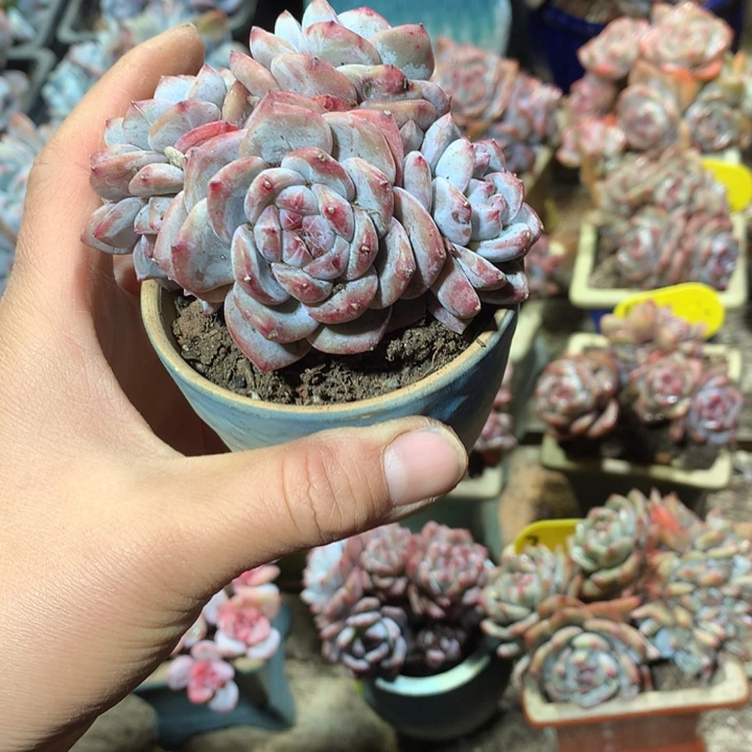 星影多肉植物哈哈23