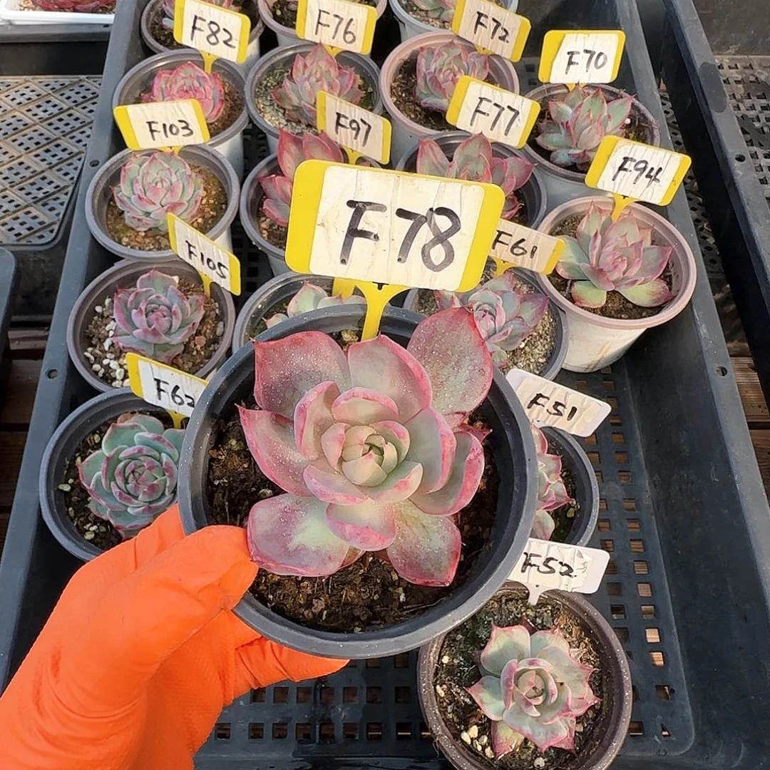 一**居F78惊鸿单头多肉