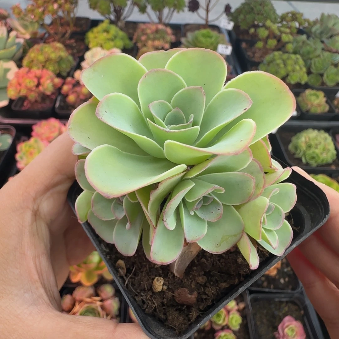 L696半城玫瑰鹿兜不含盆土
