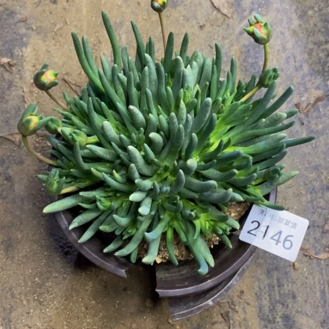 奔龙多肉植物2146