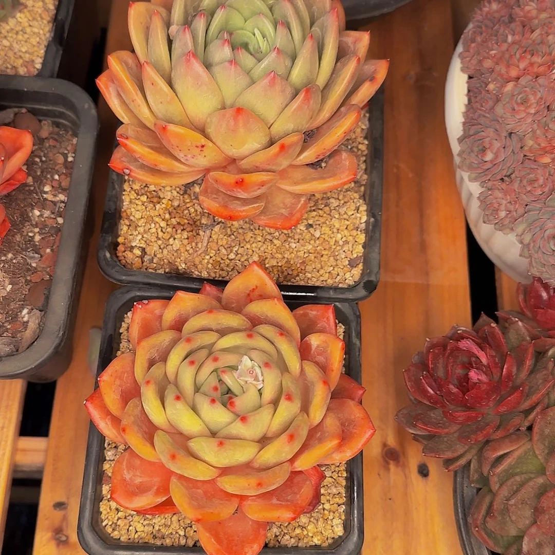 阿*他哈怕他他爸爸吧