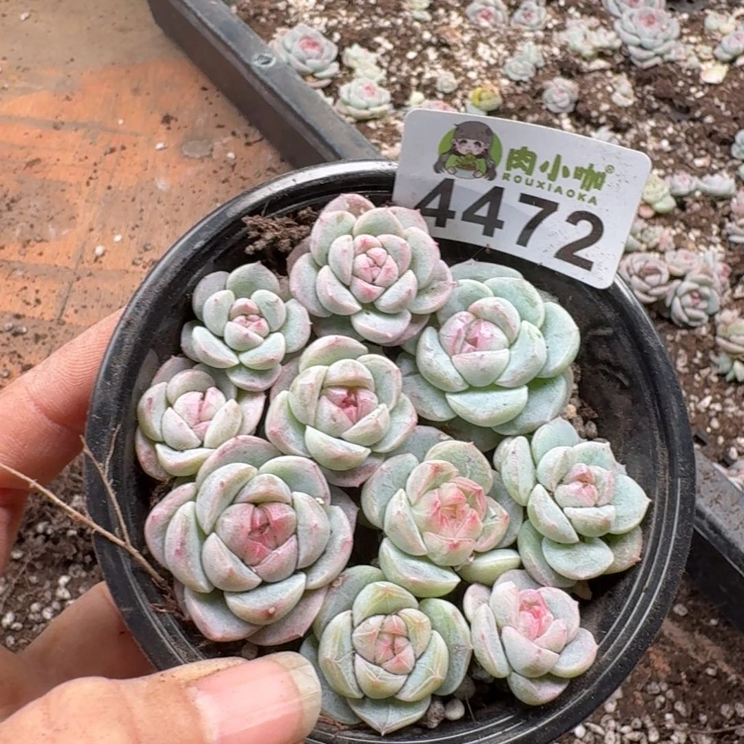 多肉植物多肉植物