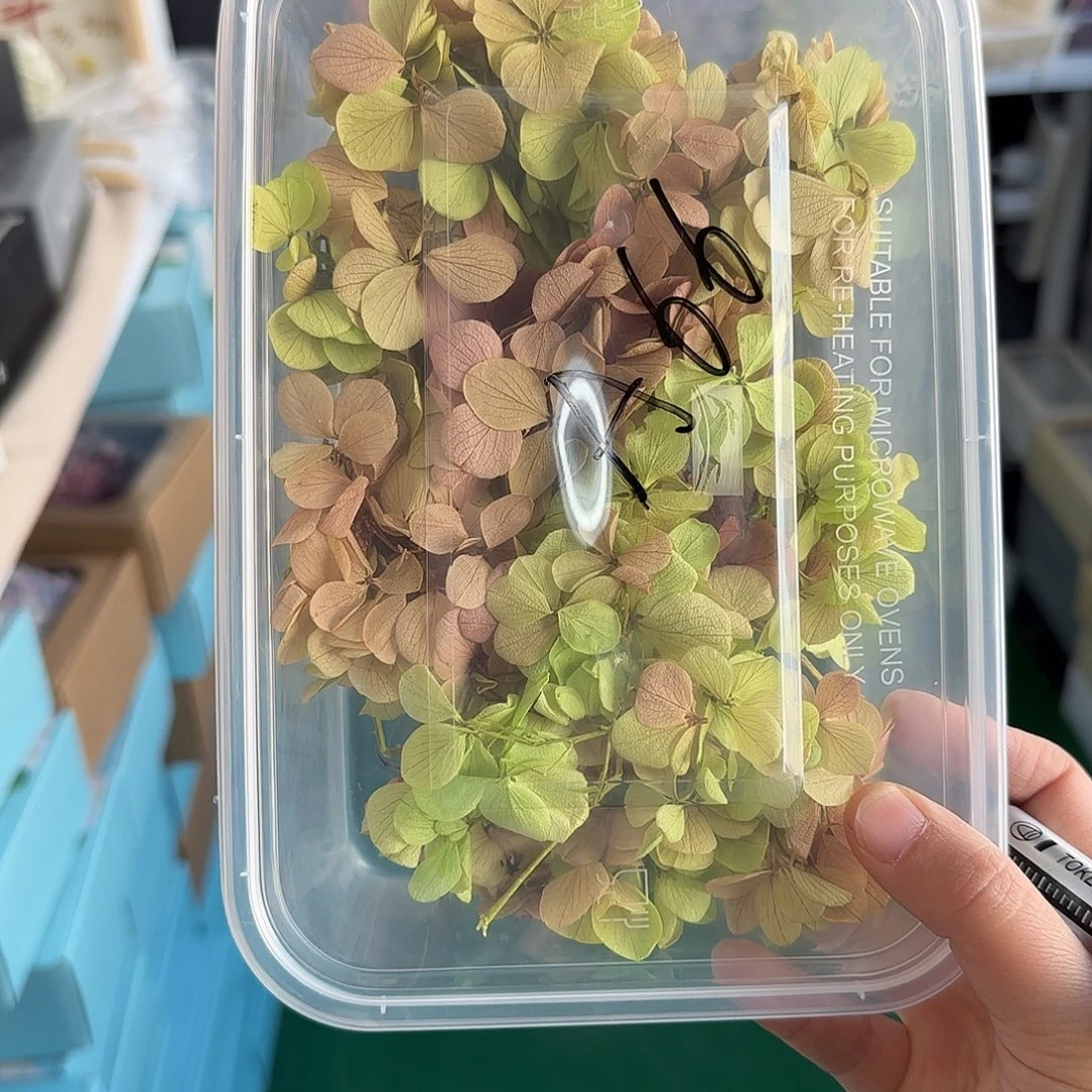 A66号渐变色亚特兰蒂斯绣球