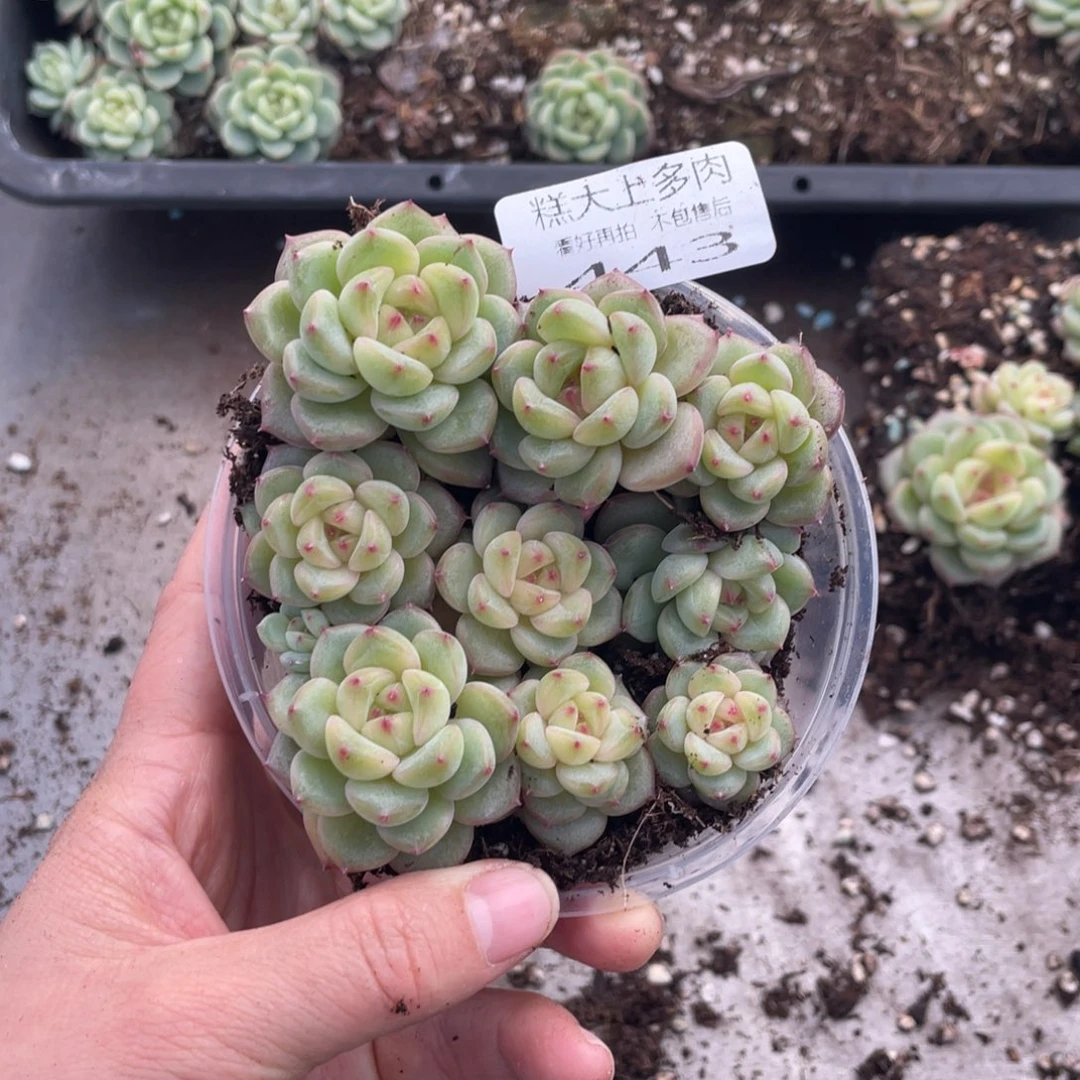 糕大上多肉植物443