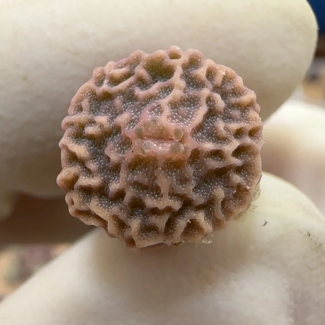 841超级烧麦优选